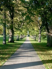 Circle of trees