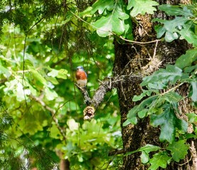 cardinal on a branch