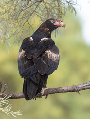  wedge tailed eagle in outback Australia.