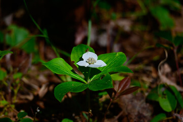 Canadian Bunchberry Blossom at Hoeft State Park near Rogers City Michigan.