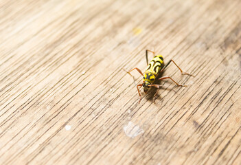 a Chlorophorus insect on wood