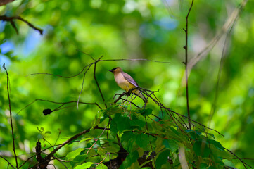 A Cedar Waxwing at Clear Lake State Park near Atlanta Michigan