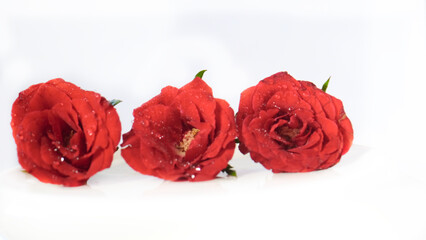 Three red roses are on a white background