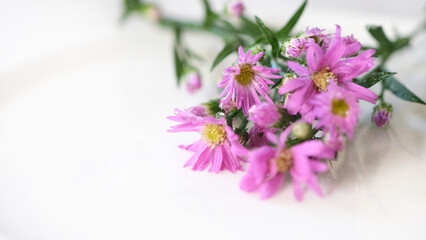 Fototapeta premium A bunch of pink flowers are on a white plate