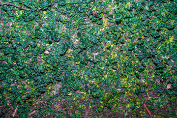 full frame wall view of green leaves creeping on the wall. Environmental freshness wallpaper concept.