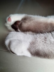 Obraz premium Feet cat 