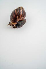 Filled garden snail on white with empty photocopy space.