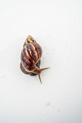Filled garden snail on white with empty photocopy space.