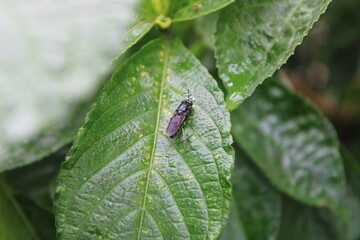 A wasp landed on a leaf