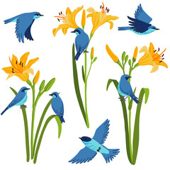 vector drawing flowers and birds, mountain bluebirds and yellow daylily, hand drawn illustration