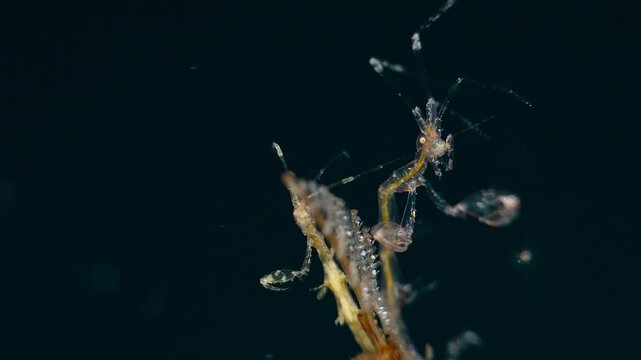 Skeleton shrimp (caprellidae sp.) close-up from Lembeh Straits,  3 of 3 60fps