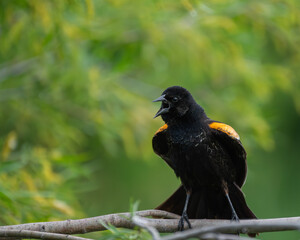 Male, Red-Winged Black Bird,  Chirping out some mating calls