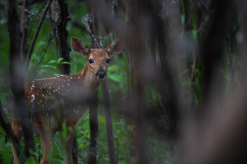 Bambi - Young Fawn - Deer