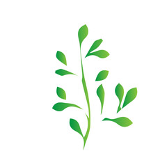 flat green leaves nature botanical