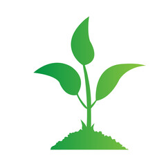 flat green leaves nature botanical