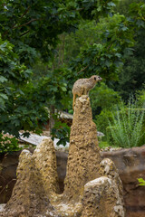 Interior of pavilions in a modern zoo with wild animals