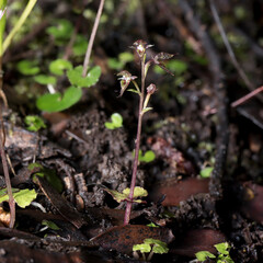 Pixie cap, or heart-leaved, orchid (acianthus sincliarii). This tiny orchid is endemic to New Zealand.