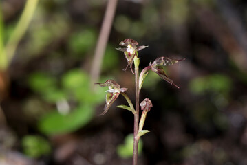 Pixie cap, or heart-leaved, orchid (acianthus sincliarii). This tiny orchid is endemic to New Zealand.