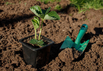 Method for rooting strawberries in a pot. Strawberry transplantation and propagation