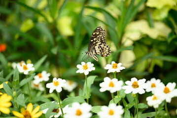 Beautiful butterfly with white flower garden in spring season
