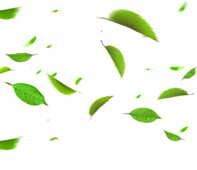 Green leaves flying in the air isolated on transparent background. PNG