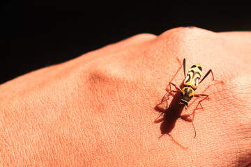 a Chlorophorus insect on the hand