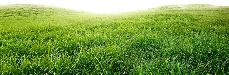 Green lawn isolated on transparent background. PNG