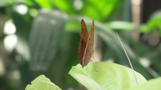 Rear View of Malay Cruiser Butterfly - Vindula Dejone  - Perched on Leaf in Tropical Bali Garden Flapping Wings in Slow motion