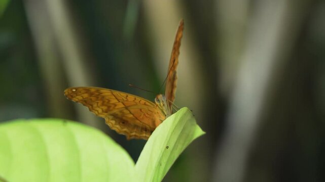 Orange Color Vindula Dejone or Malay Cruiser Butterfly Flapping Wings Perched on Leaf Looking at Camera in Slow motion, Bali Wildlife