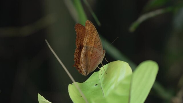 Vindula Dejone or Malay Cruiser Butterfly Flapping Wings Perched on Tropical Leaf in Jungle of Bali - Slow motion, Close-up