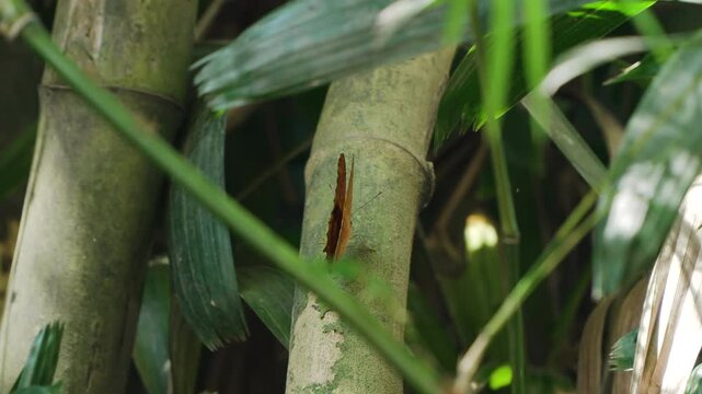 Vindula Dejone or Malay Cruiser Butterfly Flapping Wings Perched on Bamboo Stem in Tropical Bali Forest
