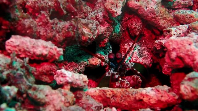 Close-up underwater shot of a indian ocean mantis shrimp lurking in a coral rock. Macro footage highlights intricate details. Ideal for nature documentaries or aquatic life videos.