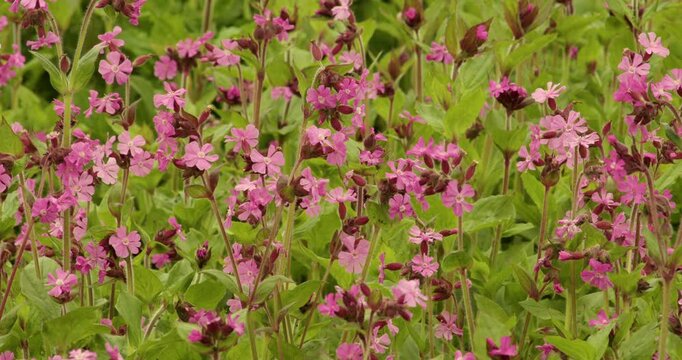 Close up shot of red campion, silence dioica flowers Swaying moving in the wind breeze.