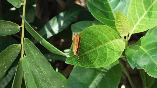 Vindula Dejone or Malay Cruiser Butterfly Perched on Tropical  Pseuderanthemum Carruthersii Plant - Top view, Drumming Wings in Slow Motion