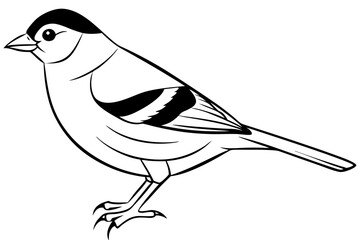 Chaffinch icon vector line art illustration