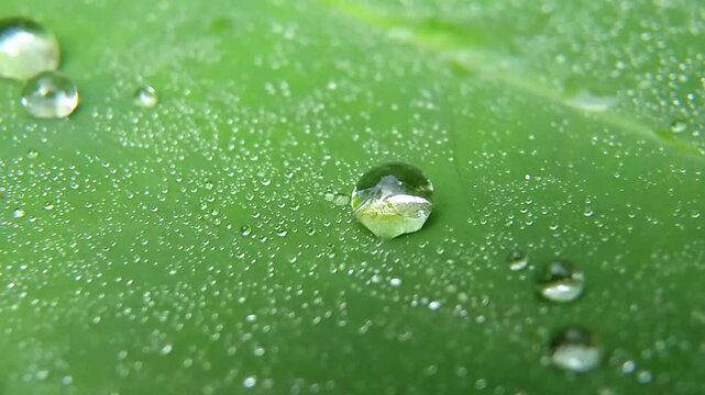 Bubbles of small droplets of morning dew