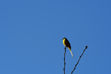 枝先に止まるキセキレイ