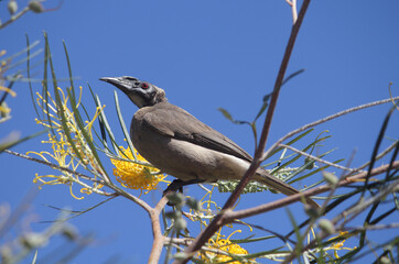 Helmeted Friarbird bird perched on a grevillea tree branch