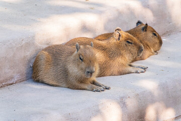 Three capybara in the park