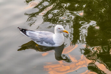 Seagull, The European herring gull, swims in the sea