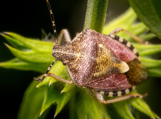 Macrophotography of a Sloe Bug (Dolycoris baccarum) on a green plant.