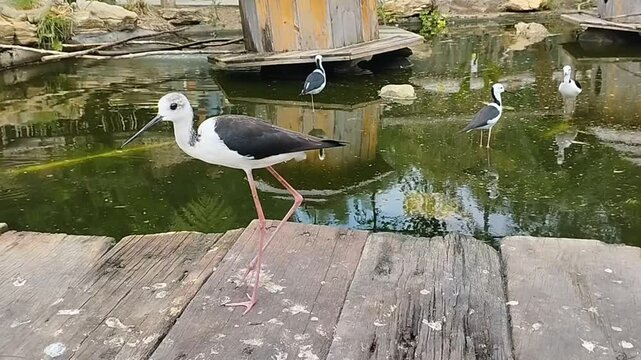 video of the Burung Gagang Gayam Polos from Indonesia