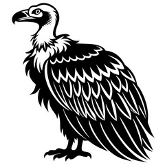 vulture isolated on white background