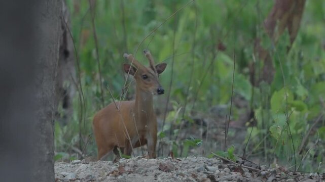 barking deer in the jungle