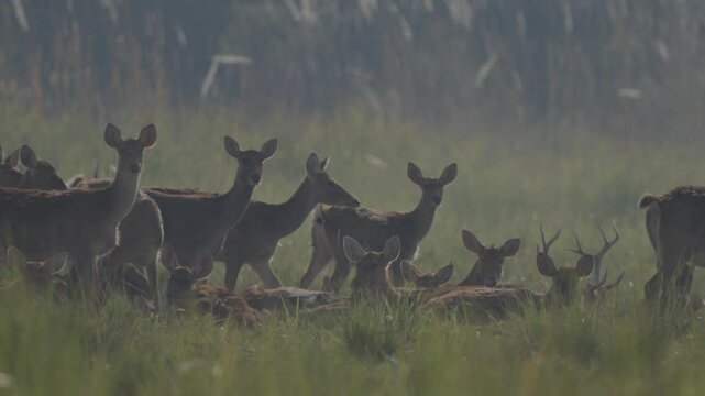 Swamp Deer in the grassland