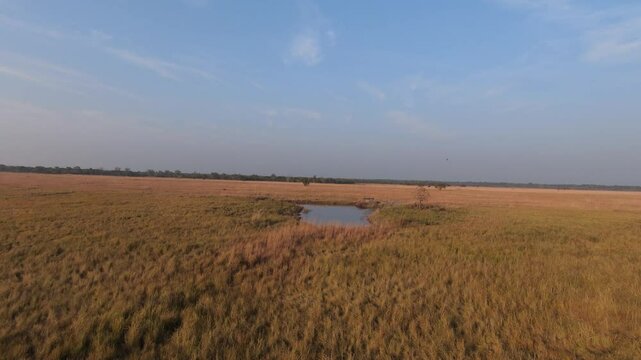 grassland in the jungle of Nepal