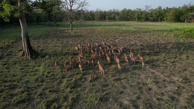 group of spotted deer in the forest of Nepal