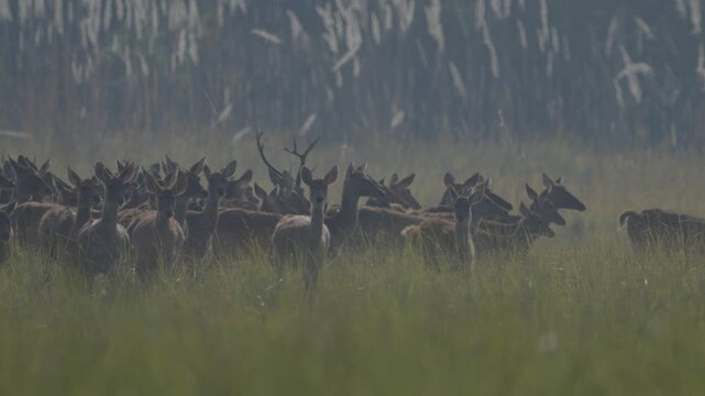 swamp deer in the grassland