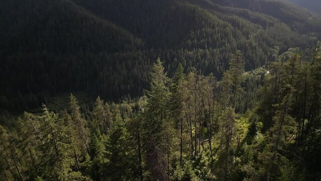 Aerial reveal camping along creek in St Joe Mountains in northern Idaho at sunset in pine trees