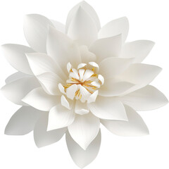 Fototapeta premium White lotus isolated on transparent background.PNG